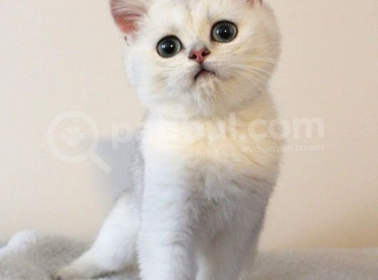 Zümrüt Gözlü Kar Tanesi British Shorthair Yavrular görsel