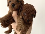 Evden Toy Poodle Bebekler