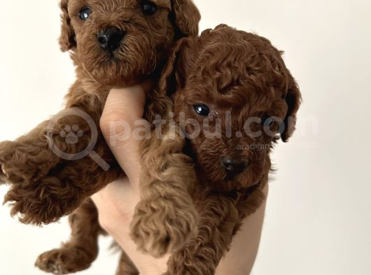 Evden Toy Poodle Bebekler görsel
