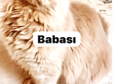 Aslan Gibi Gümüş Bristish Yavrusu Teslime Hazırdır