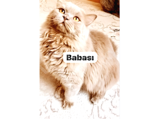 Aslan Gibi Gümüş Bristish Yavrusu Teslime Hazırdır görsel