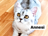 Aslan Gibi Gümüş Bristish Yavrusu Teslime Hazırdır