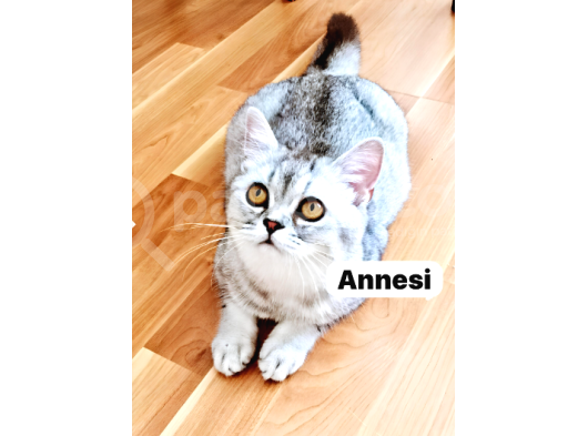 Aslan Gibi Gümüş Bristish Yavrusu Teslime Hazırdır görsel