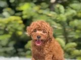 Tooy poodle cinsi yavrular Dişi erkek mevcuttur 