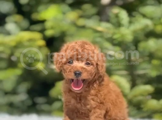 Tooy Poodle Cinsi Yavrular Dişi Erkek Mevcuttur 