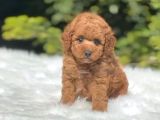 Tooy Poodle Cinsi Yavrular Dişi Erkek Mevcuttur 
