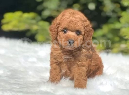 Tooy Poodle Cinsi Yavrular Dişi Erkek Mevcuttur  görsel