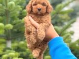 Maltipo cinsi yavrular kahve tonlu mini boy puppy 