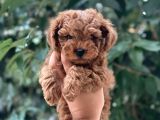 Mini boy puppy kıpkırmızı Red TOOY POODLE 