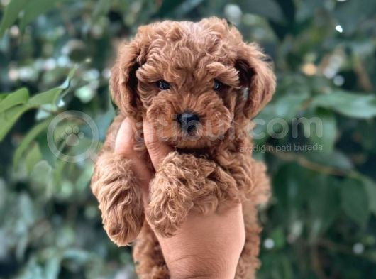 Mini Boy Puppy Kıpkırmızı Red Tooy Poodle 