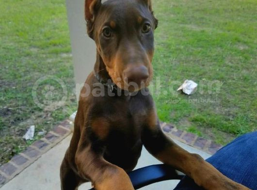 Estetikli Kızıl Ve Siyah Biblo Doberman Yavrular görsel