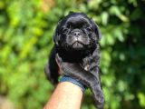 Siyah Pug Bebeler