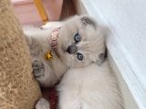 60 Günlük Scottish Fold Dişi Yavrum