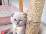 60 günlük scottish fold dişi yavrum