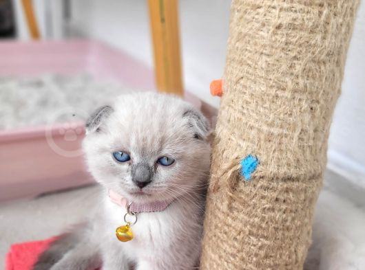 60 Günlük Scottish Fold Dişi Yavrum
