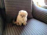 60 Günlük Scottish Fold Dişi Yavrum