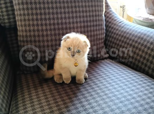 60 Günlük Scottish Fold Dişi Yavrum görsel