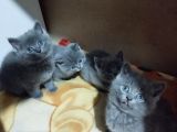 Orijinal British Shorthair Yavru Dişi ve Erkek