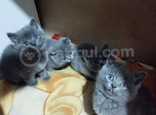 Orijinal British Shorthair Yavru Dişi Ve Erkek