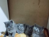 Orijinal British Shorthair Yavru Dişi Ve Erkek