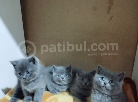 Orijinal British Shorthair Yavru Dişi Ve Erkek görsel