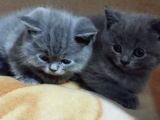 Orijinal British Shorthair Yavru Dişi Ve Erkek