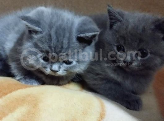 Orijinal British Shorthair Yavru Dişi Ve Erkek görsel