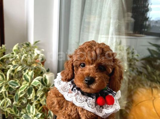 Toy Poddle 73 Günlük Tuvalet Eğitimi Kısmen Var Çok Akıllı