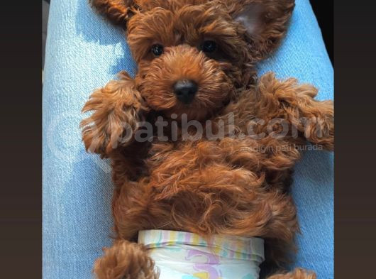 Toy Poddle 73 Günlük Tuvalet Eğitimi Kısmen Var Çok Akıllı görsel