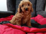Red Braw Kıpkırmızı Ev Üretimi Tooy Poodle 