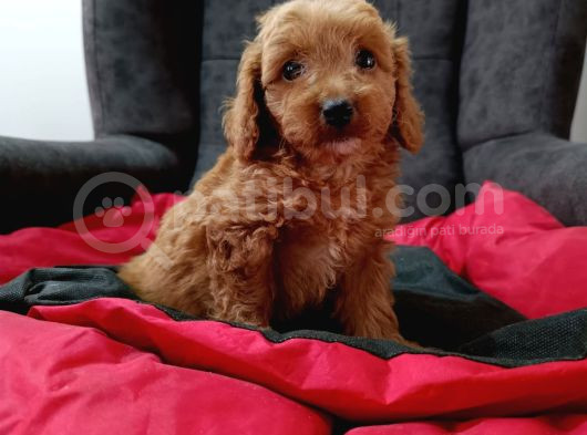Red Braw Kıpkırmızı Ev Üretimi Tooy Poodle  görsel