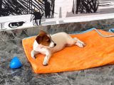 Safkan Ve Meşhur Köpek Trabzonlu Recep Bayraktarın Köpe