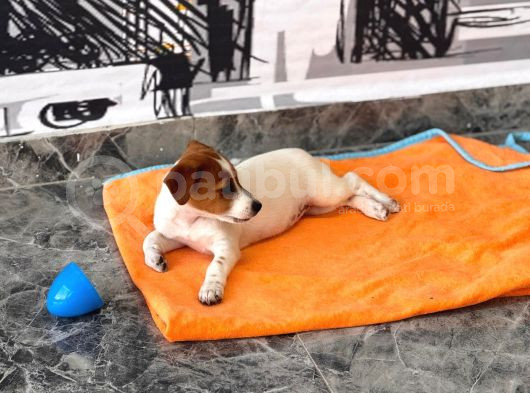 Safkan Ve Meşhur Köpek Trabzonlu Recep Bayraktarın Köpe görsel