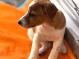 Safkan Ve Meşhur Köpek Trabzonlu Recep Bayraktarın Köpe