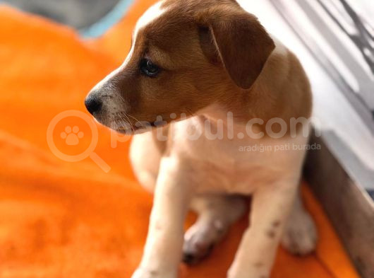 Safkan Ve Meşhur Köpek Trabzonlu Recep Bayraktarın Köpe görsel