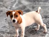 safkan ve meşhur köpek trabzonlu recep bayraktarın köpe