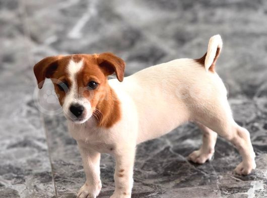 Safkan Ve Meşhur Köpek Trabzonlu Recep Bayraktarın Köpe
