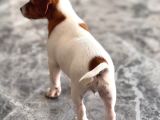 Safkan Ve Meşhur Köpek Trabzonlu Recep Bayraktarın Köpe