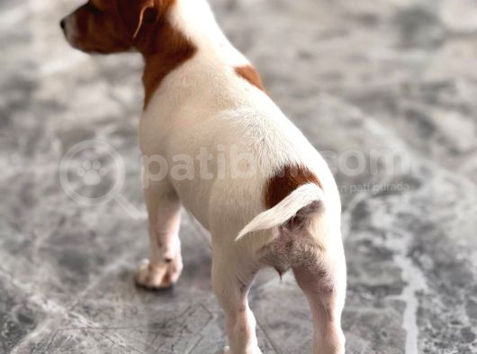 Safkan Ve Meşhur Köpek Trabzonlu Recep Bayraktarın Köpe görsel