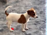 Safkan Ve Meşhur Köpek Trabzonlu Recep Bayraktarın Köpe