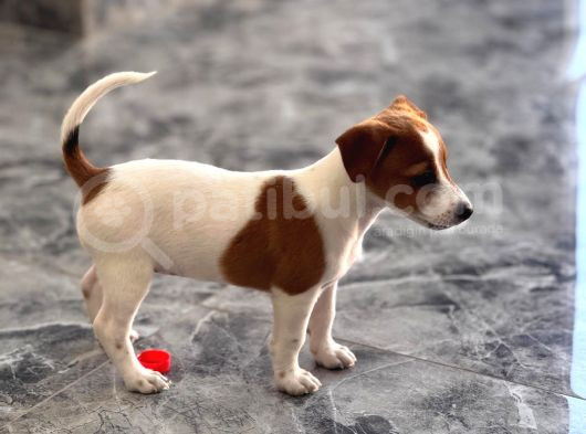 Safkan Ve Meşhur Köpek Trabzonlu Recep Bayraktarın Köpe görsel