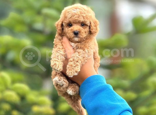 Red Braw Kıpkırmızı Ev Üretimi Tooy Poodle 