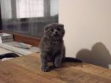 Safkan British Shorthair ve Scotish Fold Bebekler