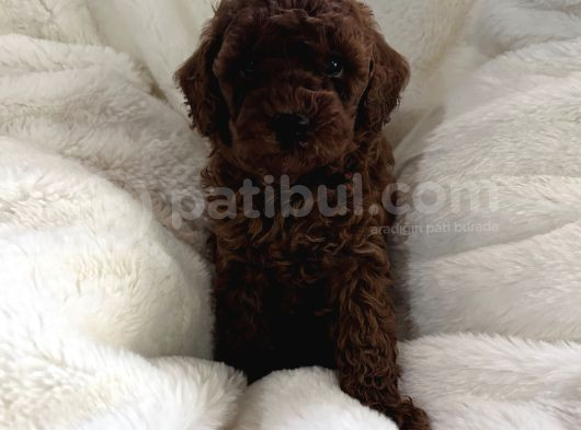 Efsane Kore Kanı Dark Red Brown görsel