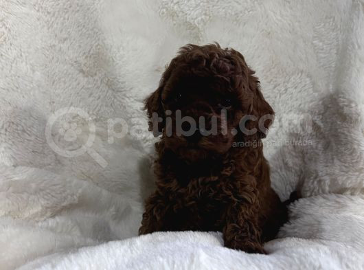 Efsane Kore Kanı Dark Red Brown görsel