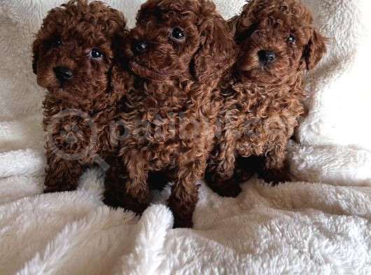Efsane Kore Kanı Dark Red Brown görsel