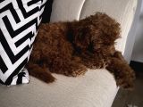 4 Aylik Cok Tatli Disi Toy Poodle