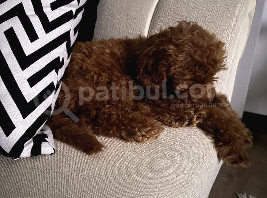 4 Aylik Cok Tatli Disi Toy Poodle görsel
