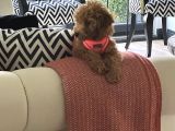 4 Aylik Cok Tatli Disi Toy Poodle