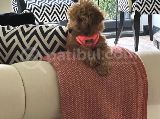 4 Aylik Cok Tatli Disi Toy Poodle görsel